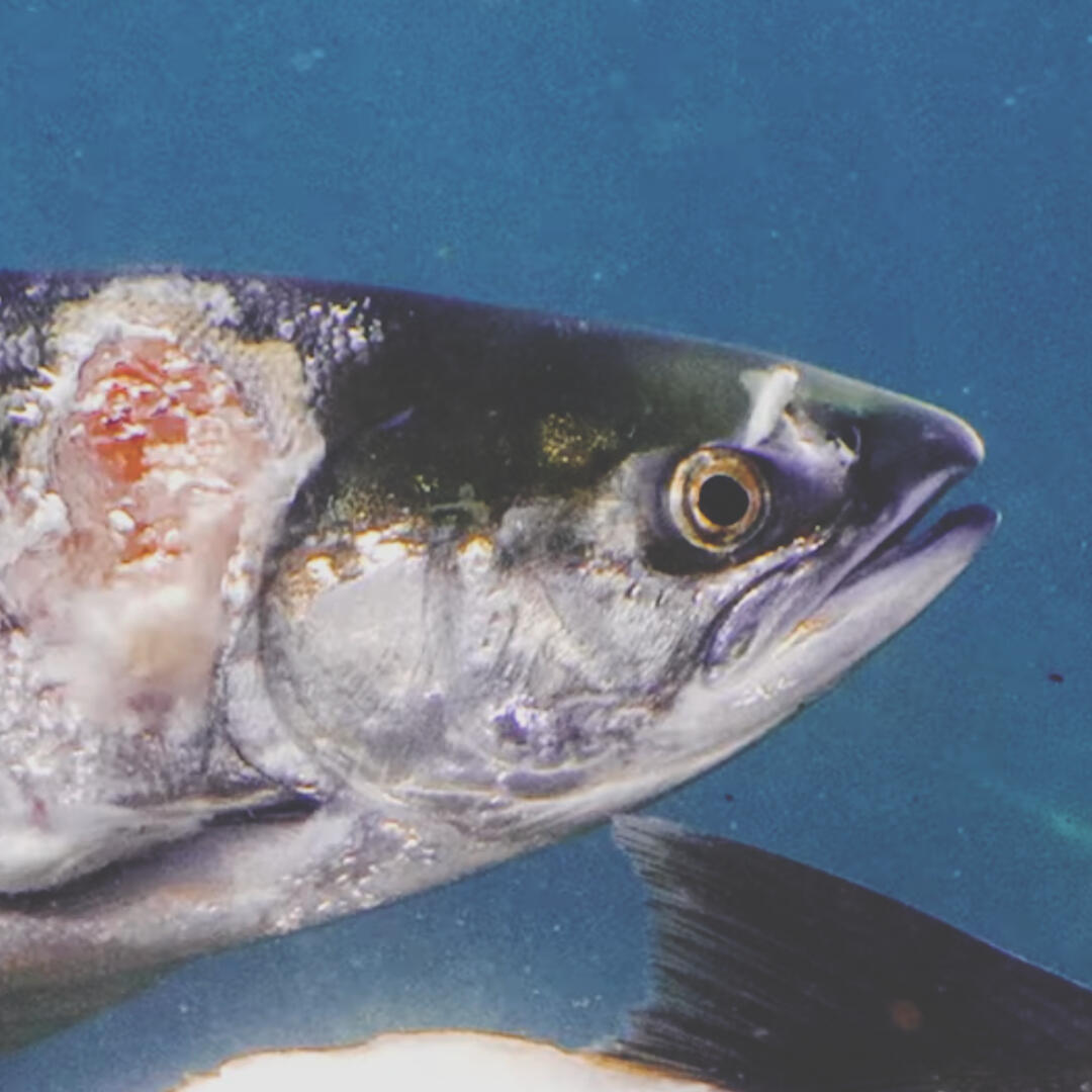 Image of a salmon swimming in a river